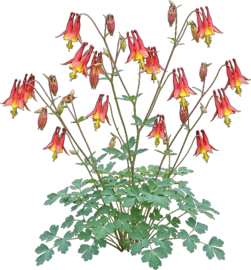 Wild Columbine