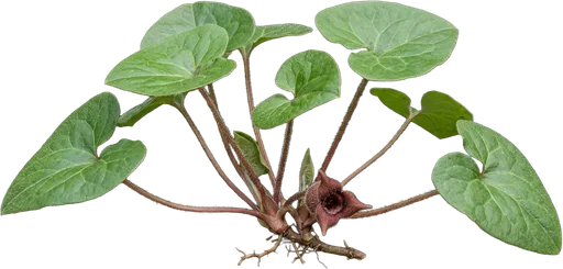 Wild Ginger