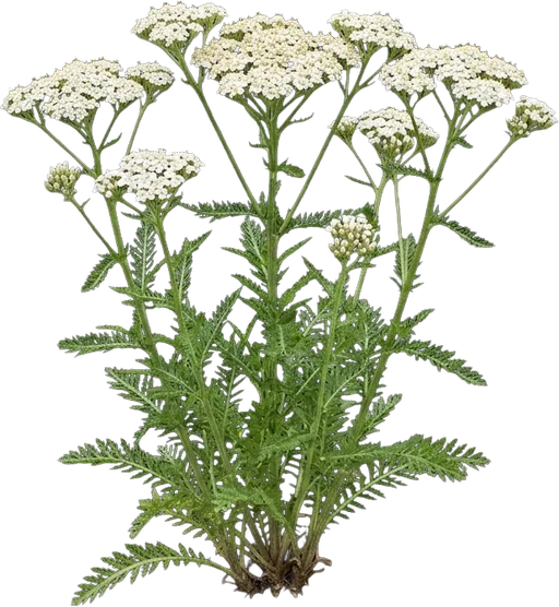Yarrow