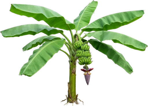 Banana Plant