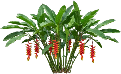 Lobster Claw Heliconia