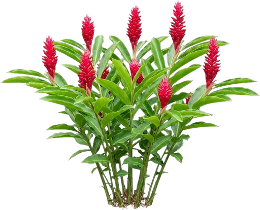 Red Ginger