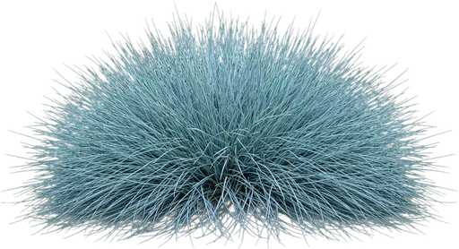 Blue Fescue