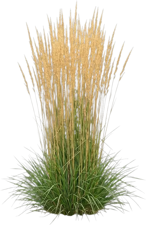 Karl Foerster Feather Reed Grass