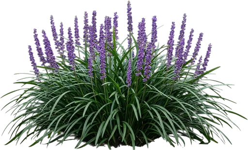 Big Blue Liriope