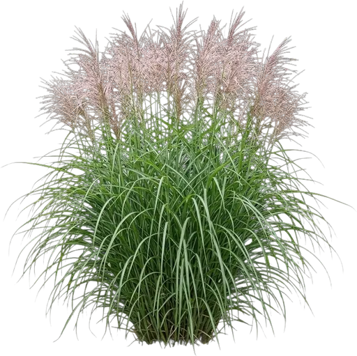 Maiden Grass