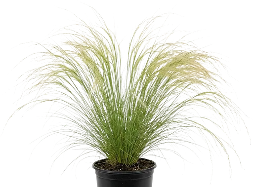 Mexican Feather Grass