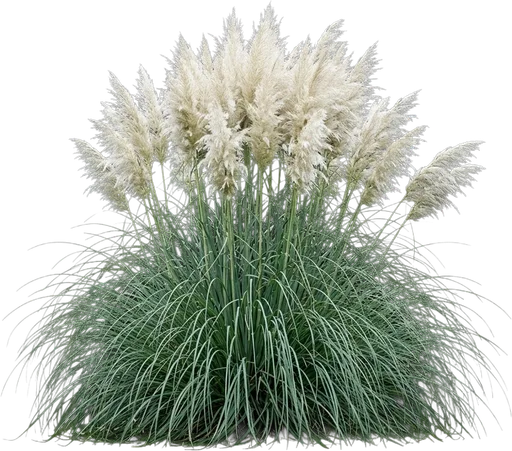 Pampas Grass