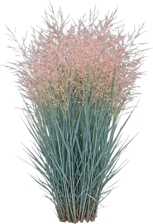 Switchgrass (Heavy Metal)