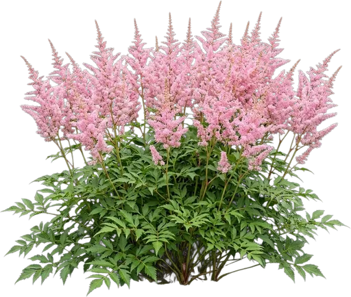 Pink Astilbe