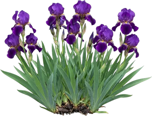 Purple Bearded Iris