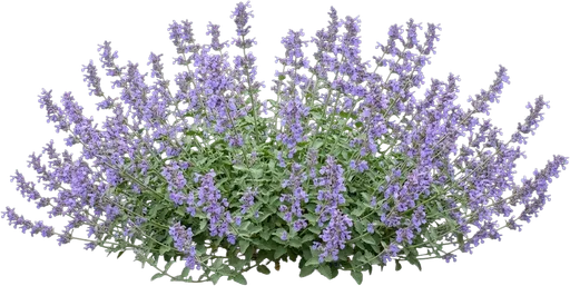 Walker's Low Catmint