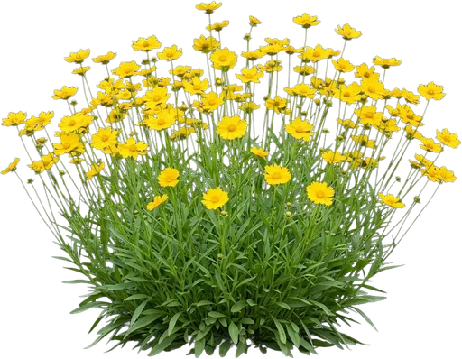Lanceleaf Coreopsis