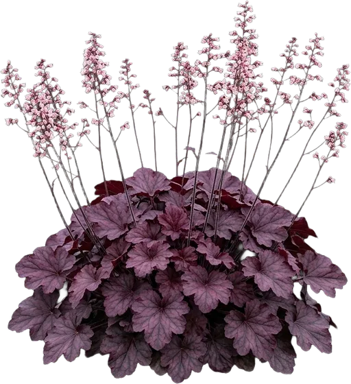 Heuchera (Palace Purple)