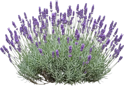 English Lavender