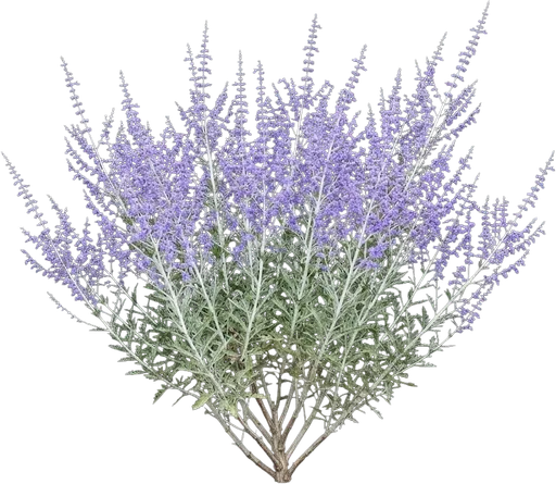 Russian Sage