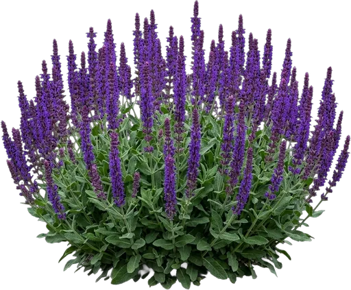 May Night Salvia