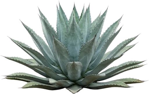 Century Plant