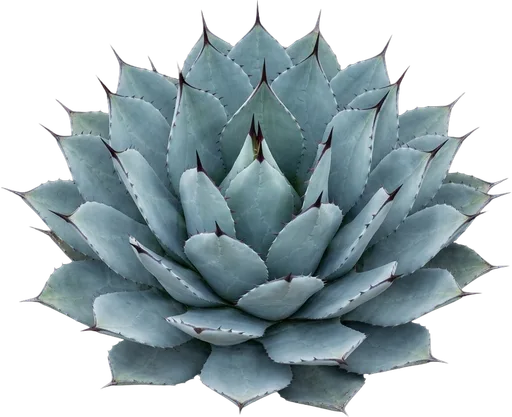 Artichoke Agave