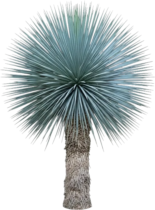 Beaked Yucca