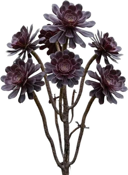 Black Rose Aeonium