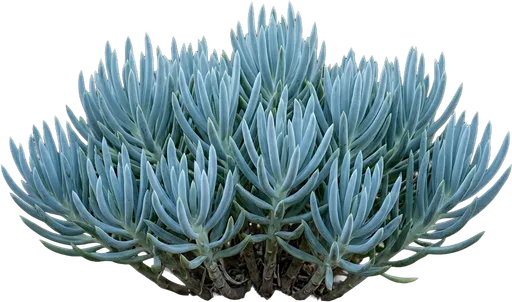 Blue Chalksticks