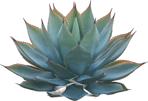 Blue Glow Agave