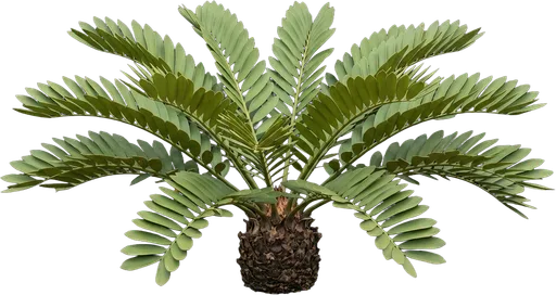 Cardboard Palm