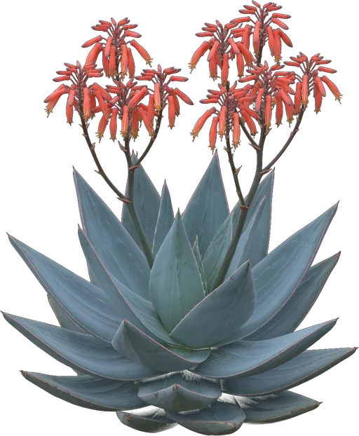 Coral Aloe
