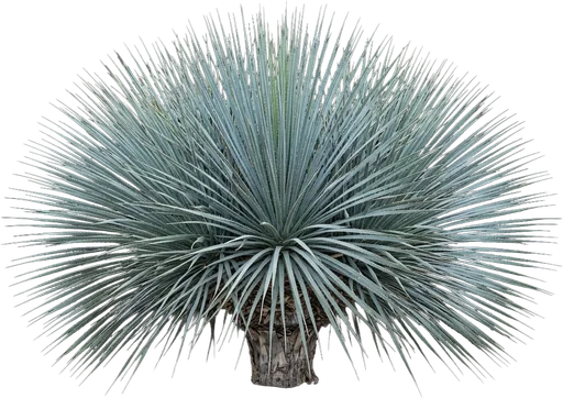 Desert Spoon