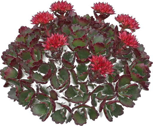 Dragon's Blood Stonecrop