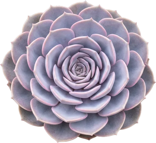 Echeveria
