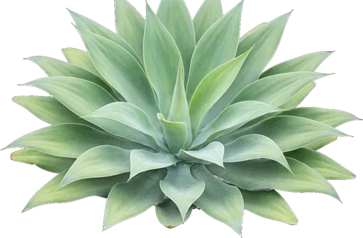 Foxtail Agave