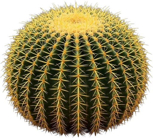 Golden Barrel Cactus