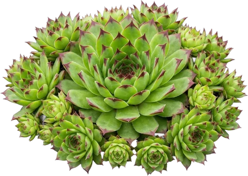Hens and Chicks