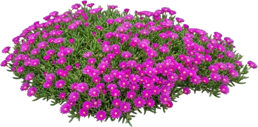 Ice Plant