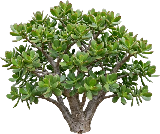 Jade Plant
