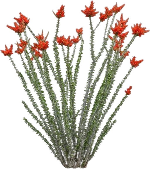 Ocotillo