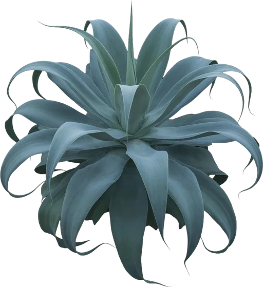 Octopus Agave