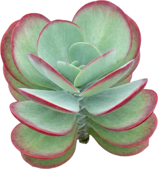 Paddle Plant