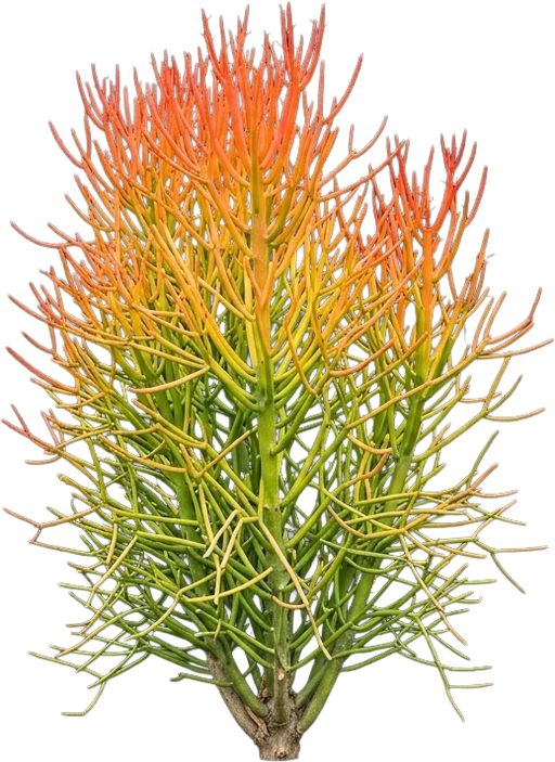 Firesticks Pencil Cactus