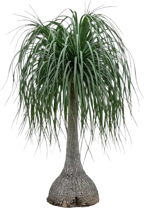 Ponytail Palm