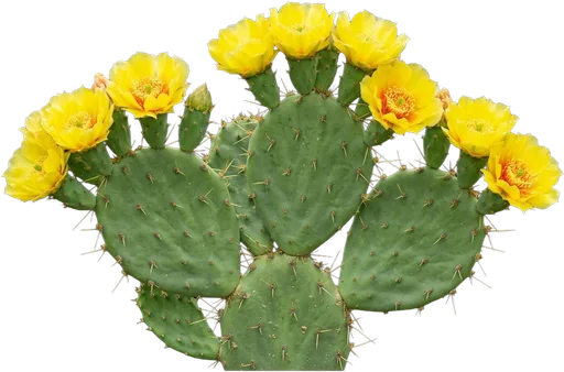 Prickly Pear Cactus