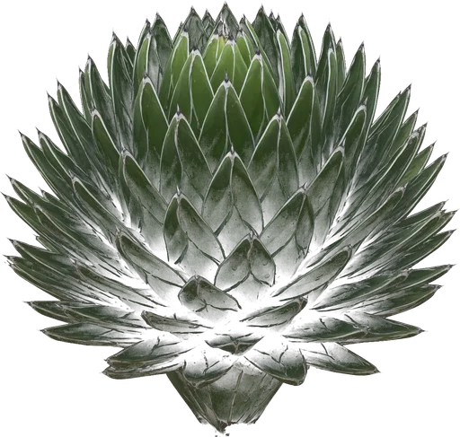 Queen Victoria Agave