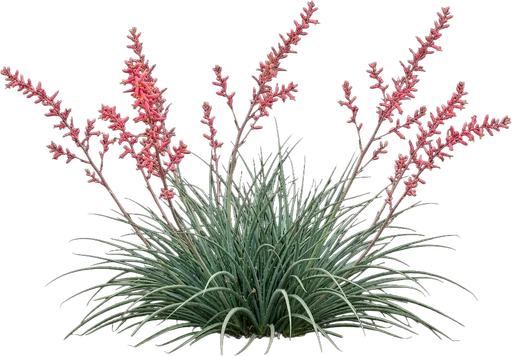 Red Yucca