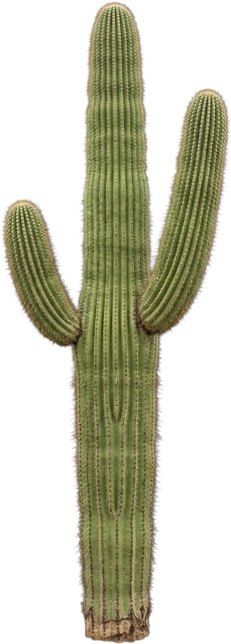 Saguaro Cactus