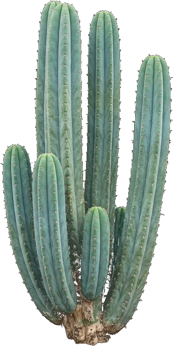 San Pedro Cactus