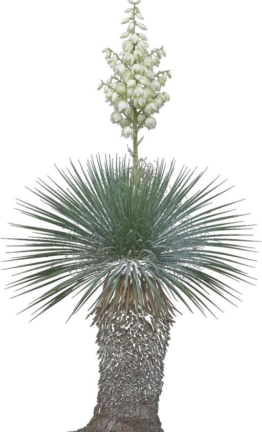Soaptree Yucca