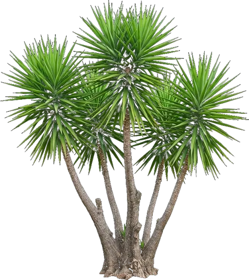 Spineless Yucca