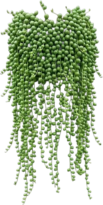 String of Pearls